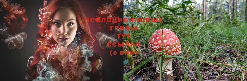 Галлюциногенные грибы Magic Shrooms  Гдов 